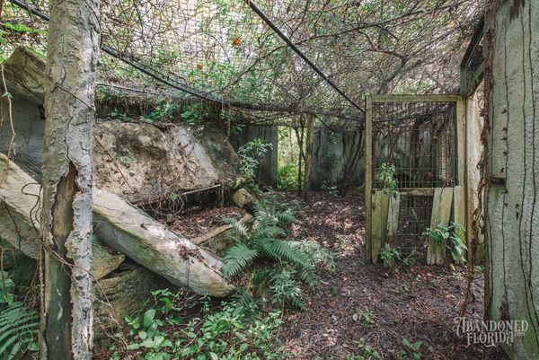 Overgrown animal enclosure with fallen timbers and vines at the abandoned zoo