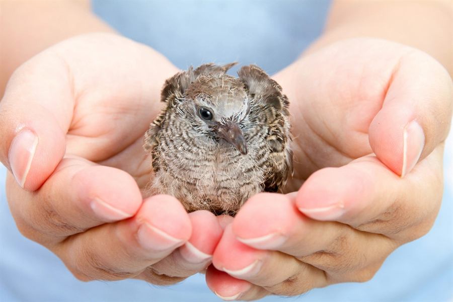 Baby chick held in two hands, a preview of the World Adventure petting zoo